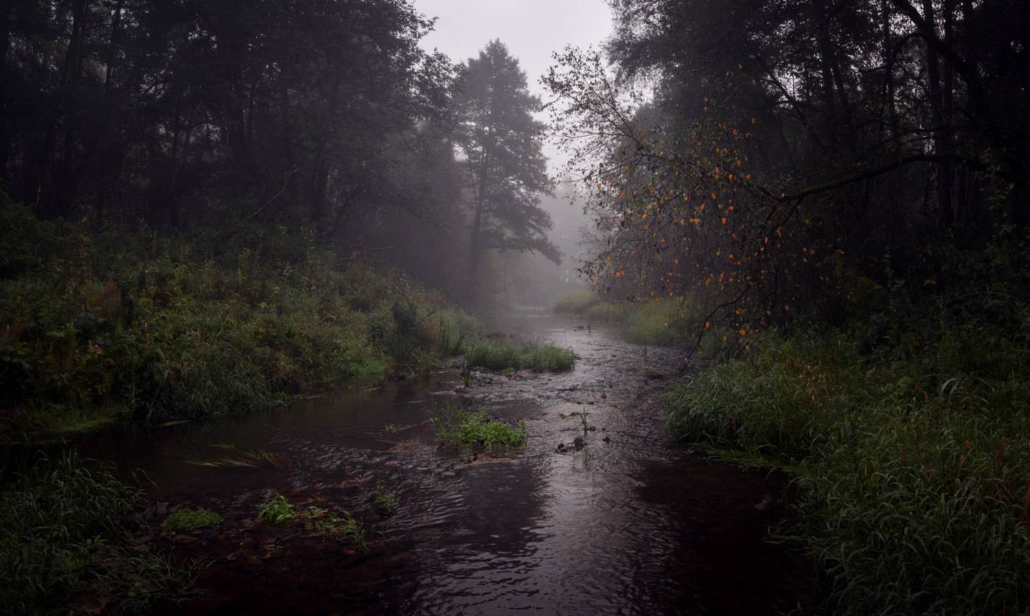 туман, свет, утро, природа, Баранов Олег