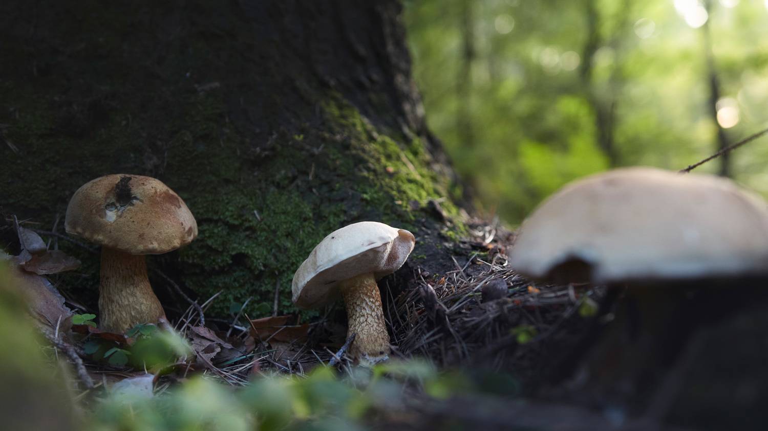 грибы, свет, Валерий Вождаев