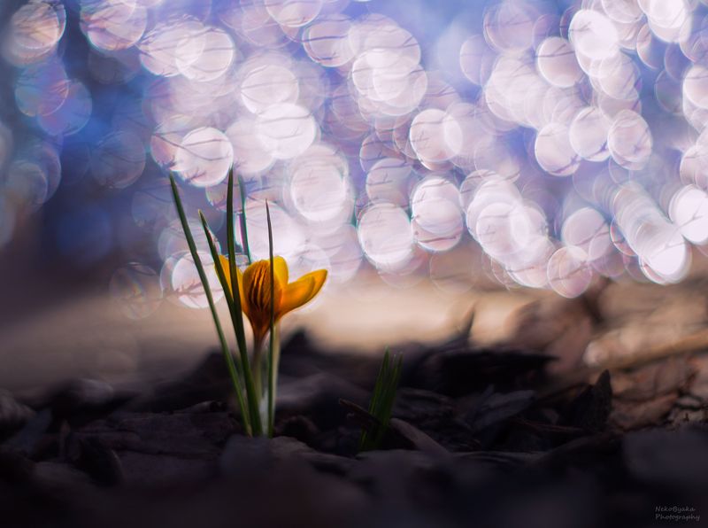 макро, природа, растения, цветы, крокус, боке, macro, nature, plants, flowers, crocus, bokeh, Воспоминания о весне фото превью
