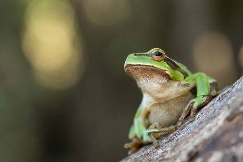 Жаба дървестница (Hyla arborea)