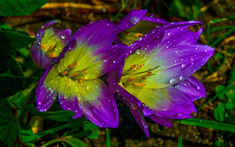 Крокусы фото превью