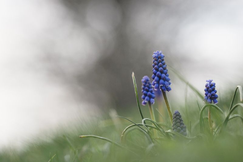 первоцветы, адыгея, природа, растения, цветы, мишоко Мускари фото превью