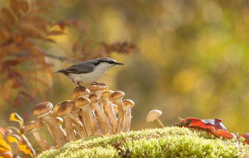 Сторож фото превью