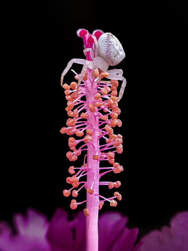 Crab Spider on flower фото превью