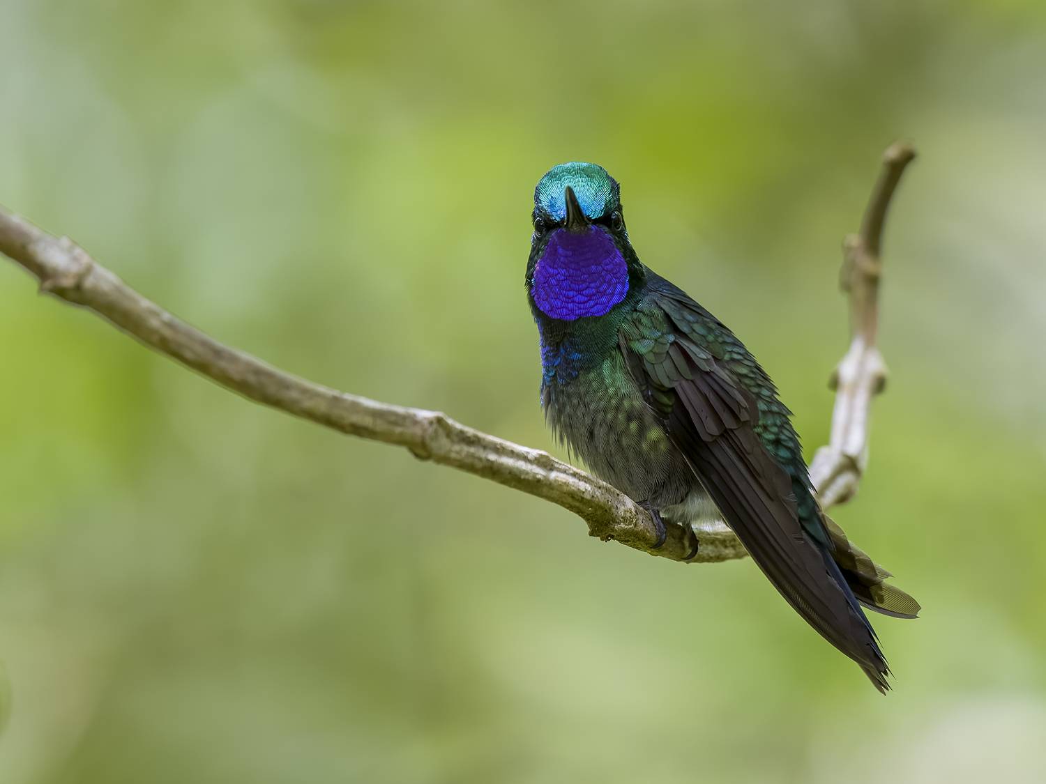 , Burgalin Sequeira Fernando