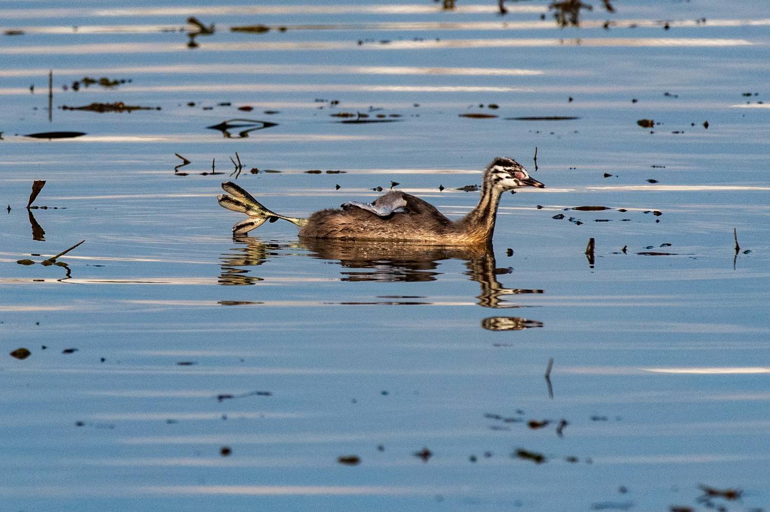 сентябрь,осень,чомга,россия,москва, Павел Ныриков