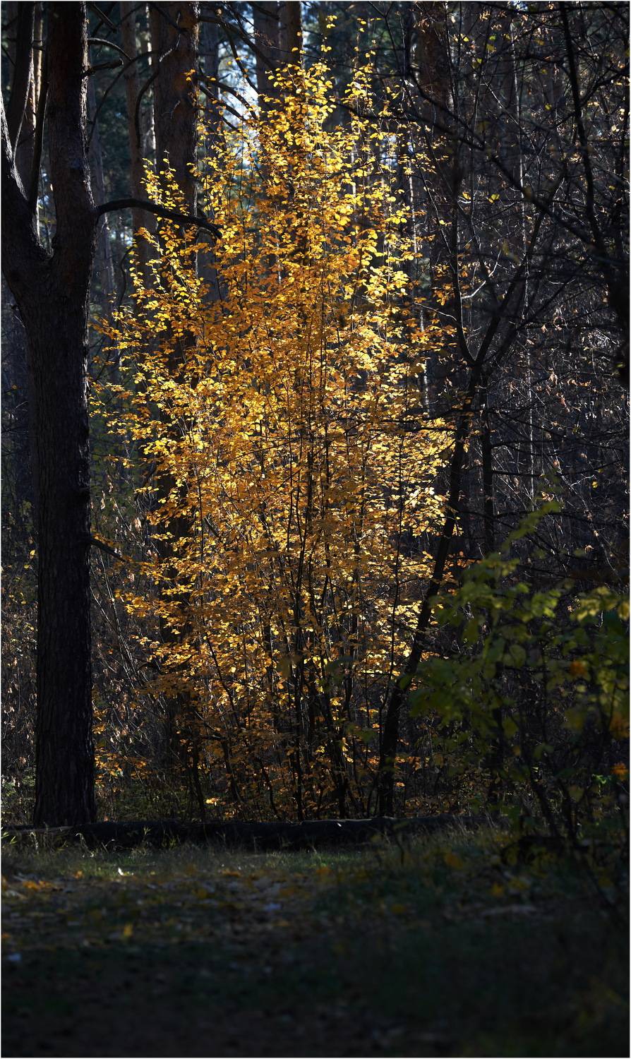 , Владимир Краснов