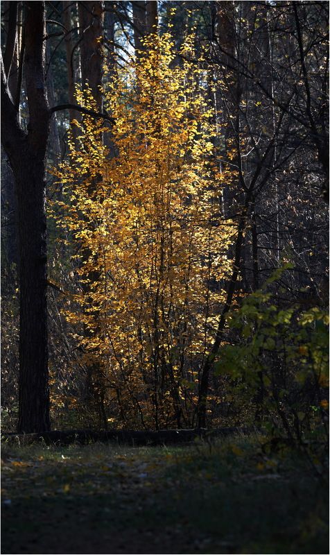 **** фото превью