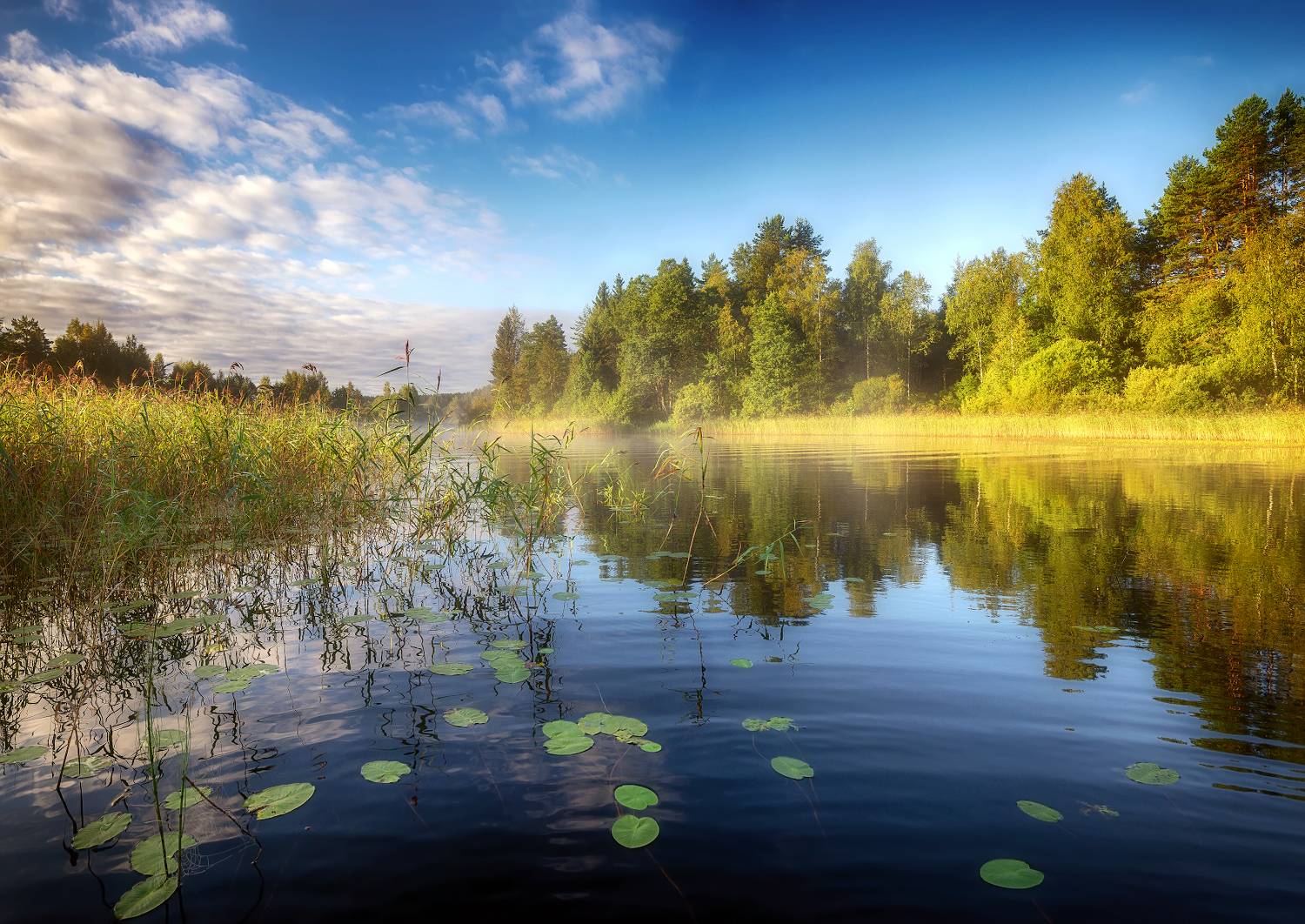 река, утро, лес, тростник, протока, Сергей Аникин