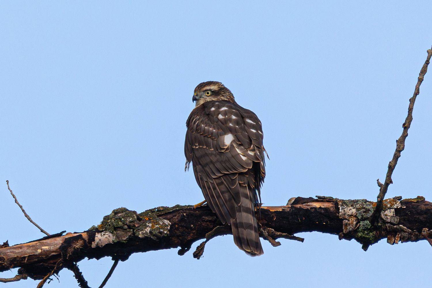 , Гильманов Артур