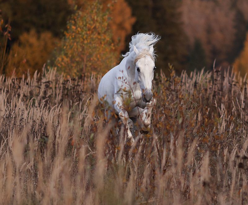 лошадь, рысак, галоп, осень, поле, природа, horse, racing,beautiful, autumn, field,nature Лошадь в вихре осени фото превью