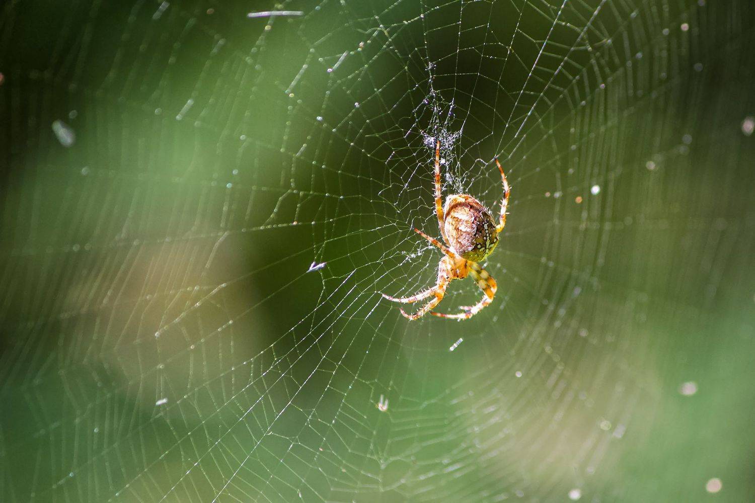 паук, КарОл