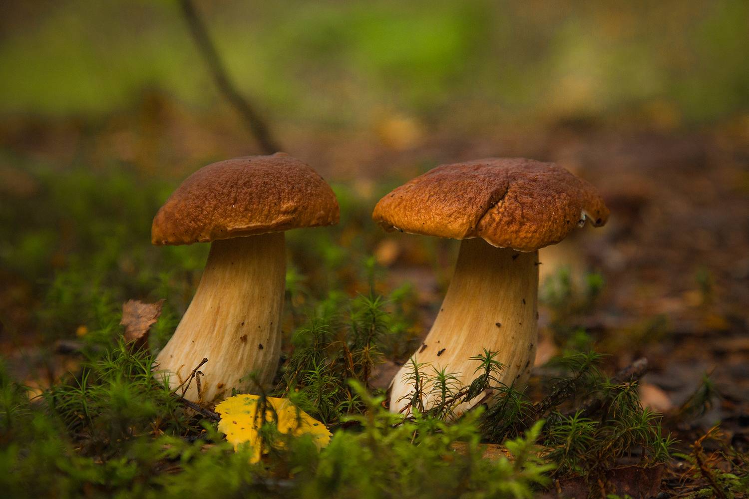 , Напалкин Станислав