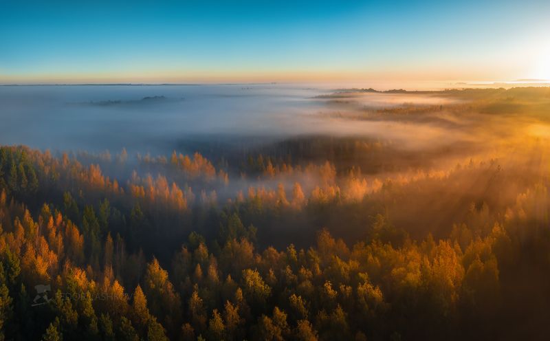 белгородская область, белогорье, осень, осенний, заповедник, лысые горы, туман, туманное, деревья, лес, лесной массив, свет, золотой, лучи, солнце, берёзы, аэросъёмка, Над утренним туманным одеялом фото превью