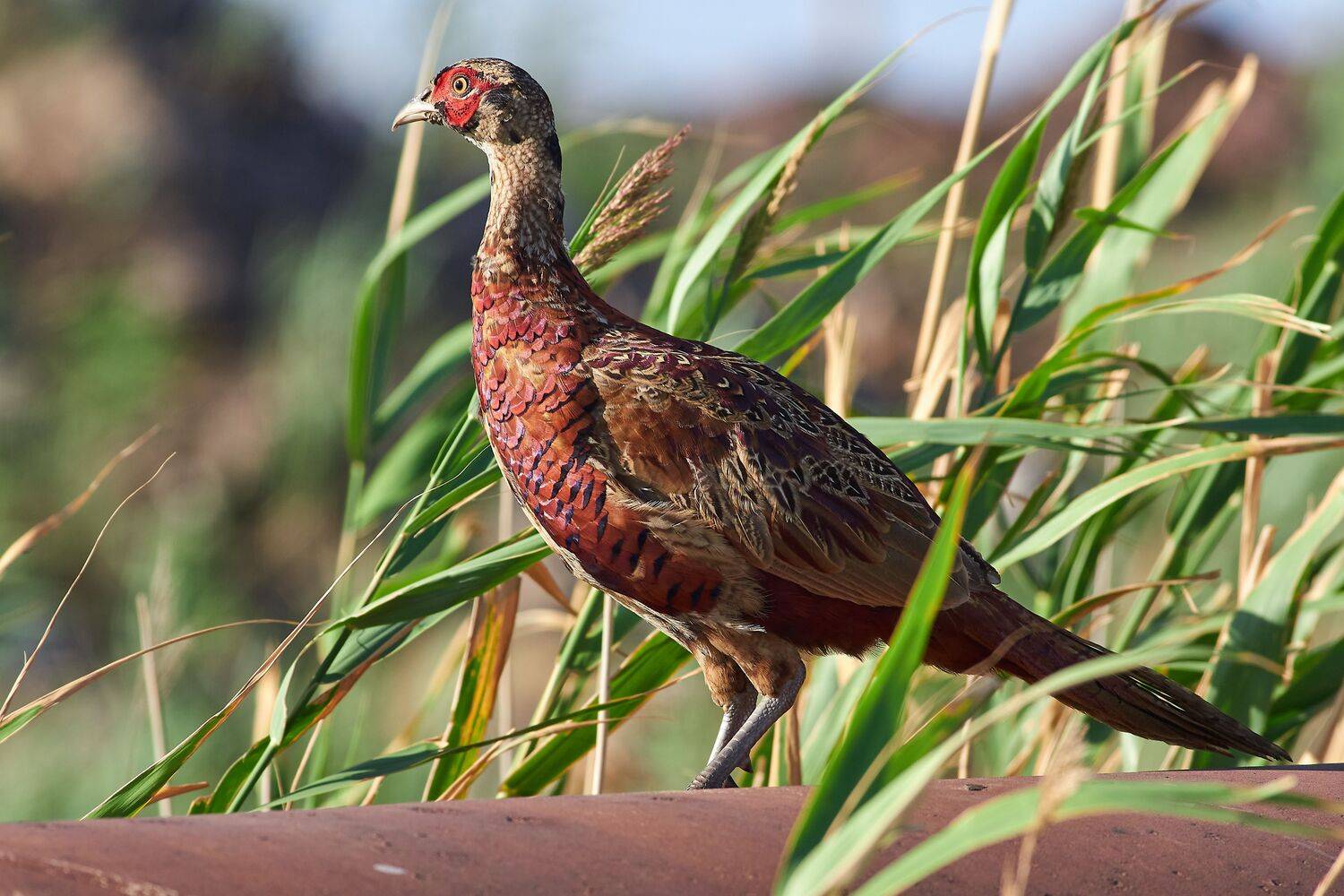 bird, birds, birdswatching, volgograd, russia, wildlife, Phasianus colchicus, , Сторчилов Павел
