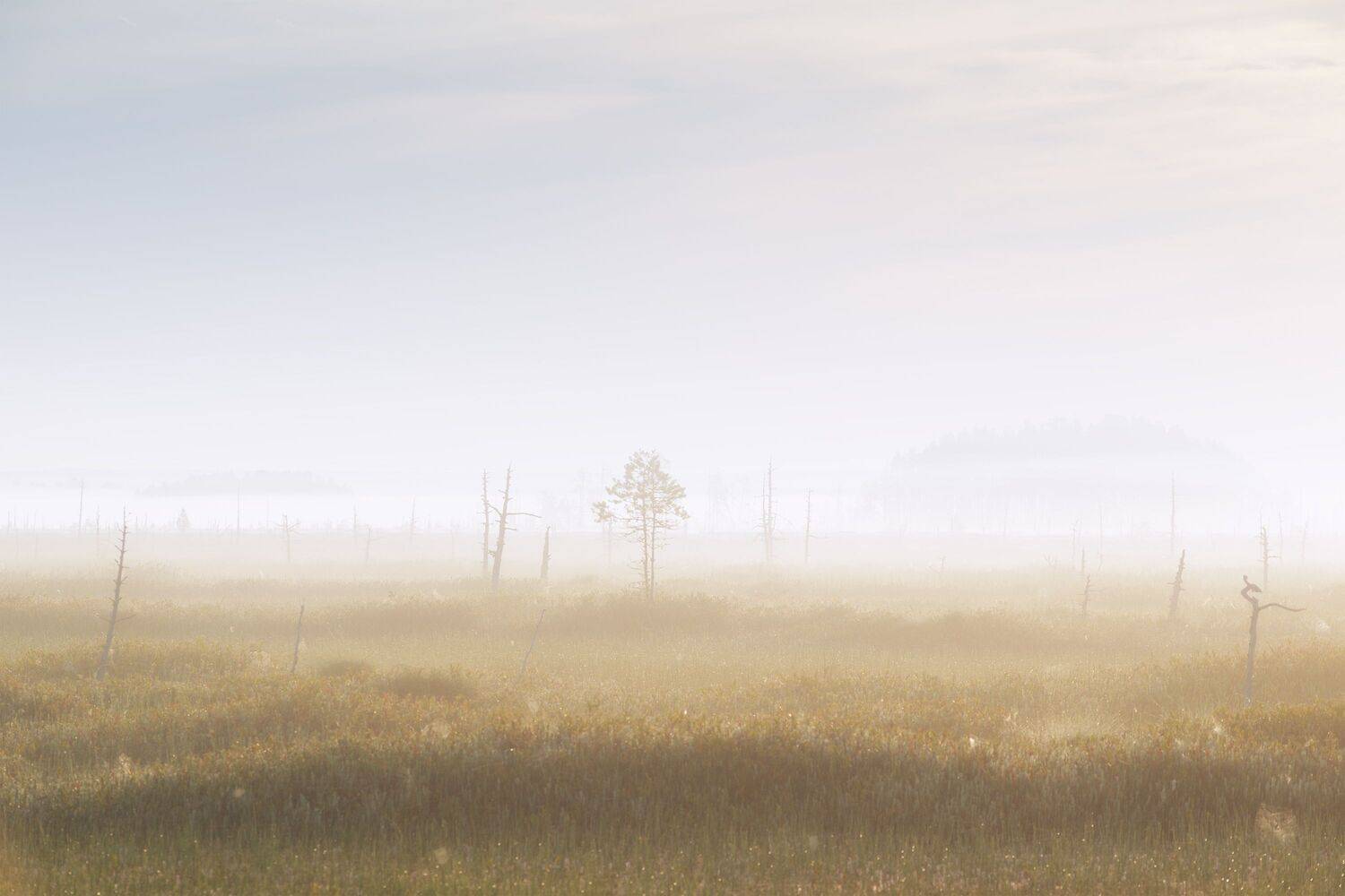 пейзаж, рассвет, сосны, туман, болото, север, landscape, sunrise, swamp, north, pines, fog, Чаланов Иван