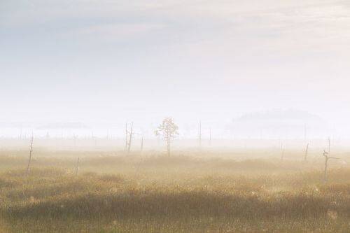 Атмосфера туманного утра