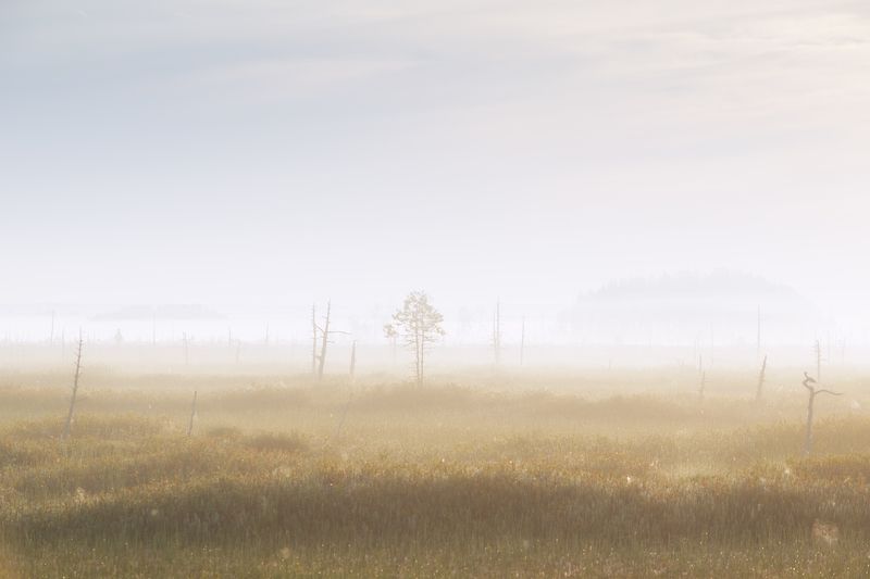 Атмосфера туманного утра фото превью