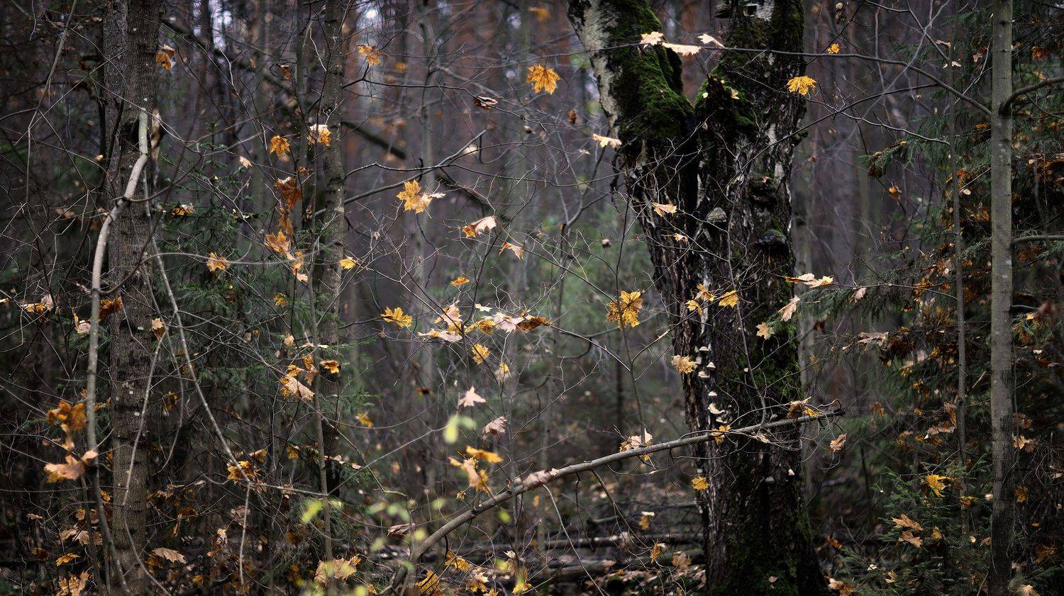 , Павел Мартюшев