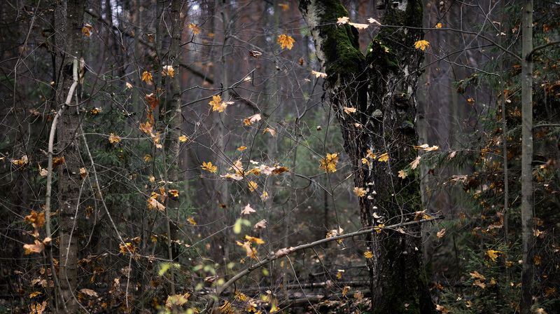 Осень в оконце фото превью
