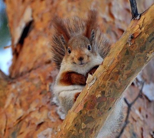 Фото на паспорт