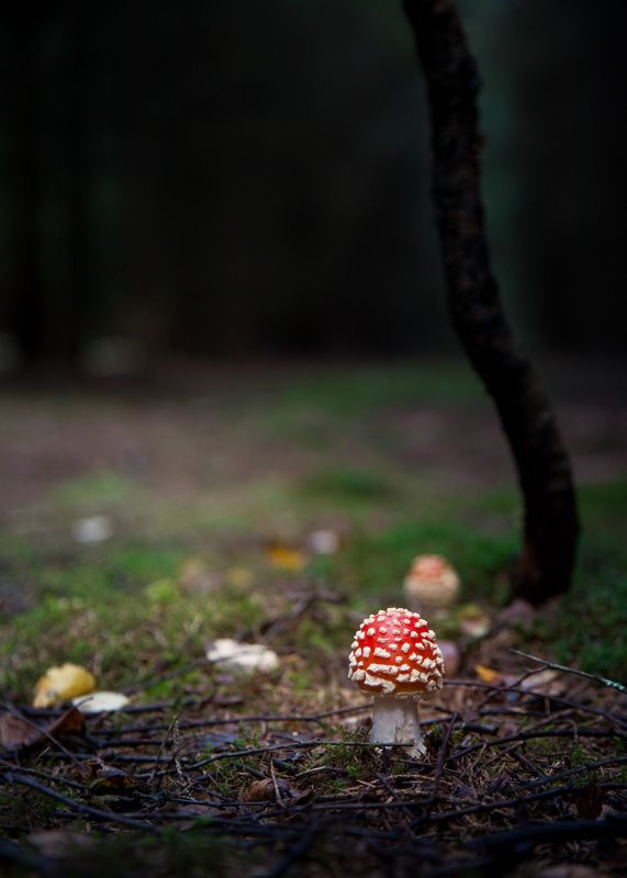 Муха и Моры 2023 фото превью