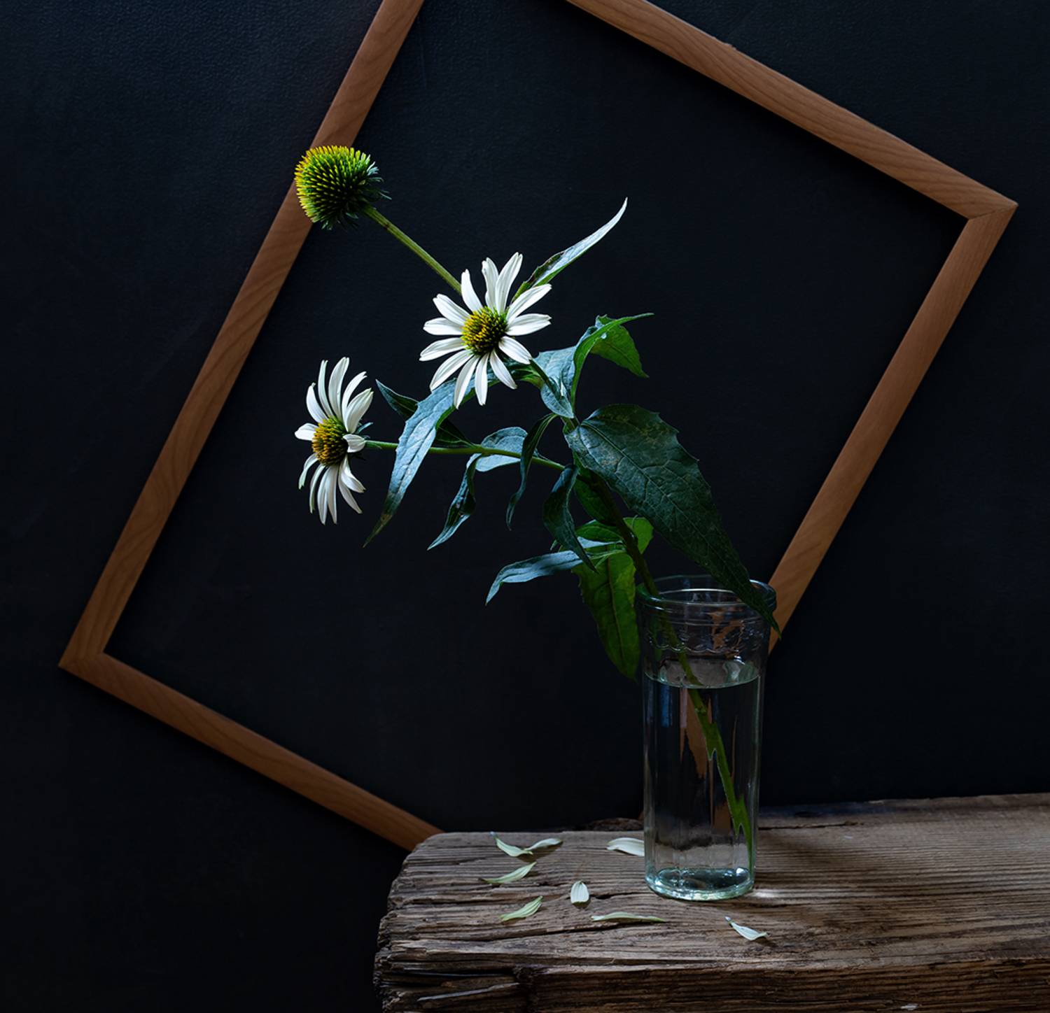 натюрморт, цветы, эхинацея, Оля