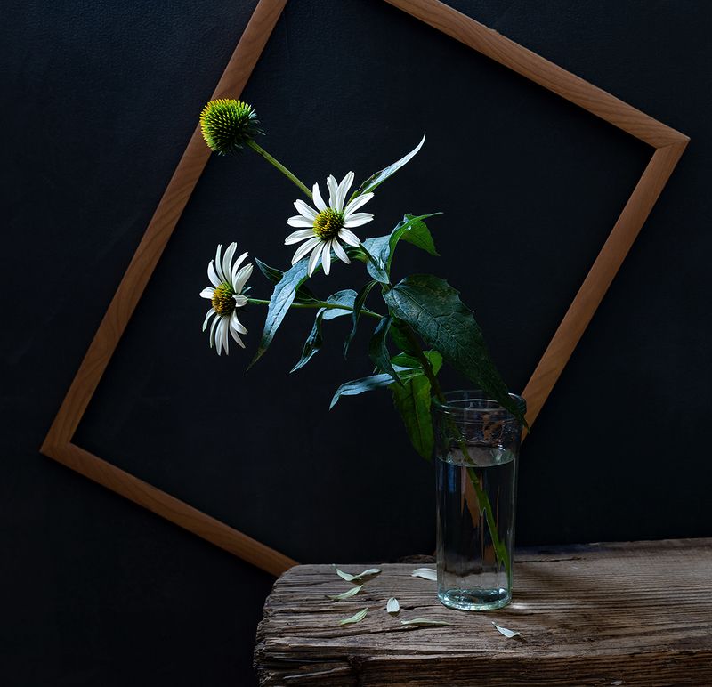 натюрморт, цветы, эхинацея С белой эхинацеей фото превью