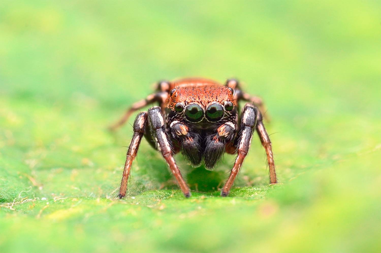 ceclii, macro, Ganev Tsvetan