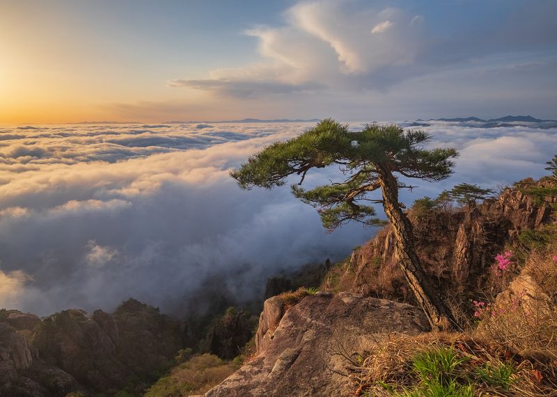 Cobra Pine Watching the Sea Of Cloud фото превью