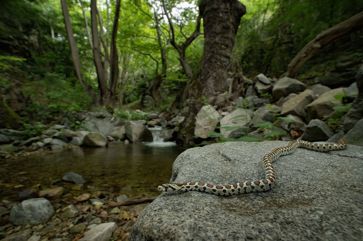 , Мартин Попов