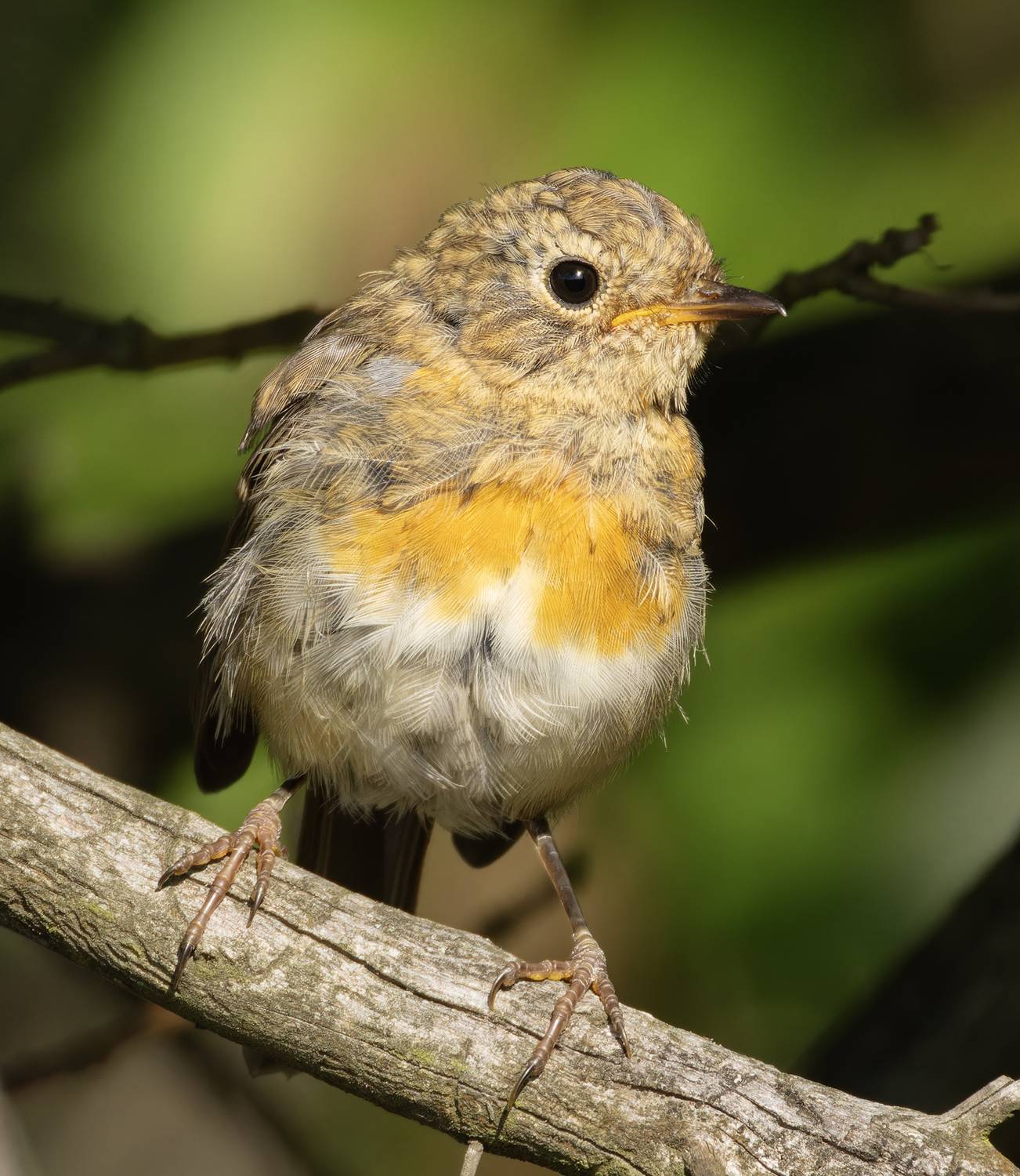 зарянка, птенец, слеток,  птицы, фото птиц, Александр Шипиленко