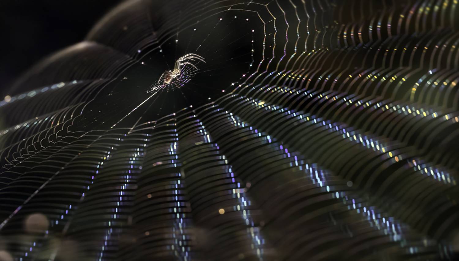 паук, паутина, лучи, свет, Сытина Наталия