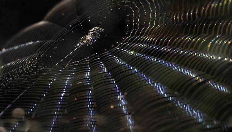 паук, паутина, лучи, свет Лучи фото превью