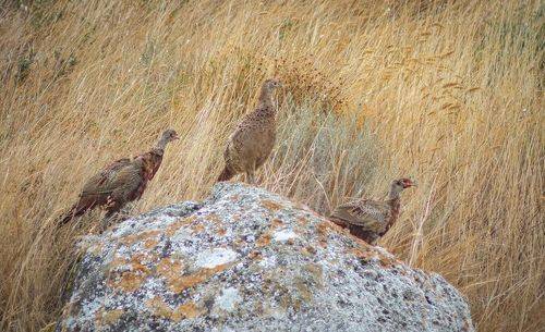 Фазанья фотоохота.