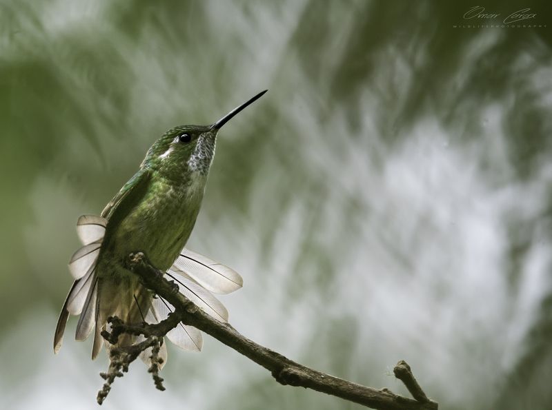 bow to the sun фото превью