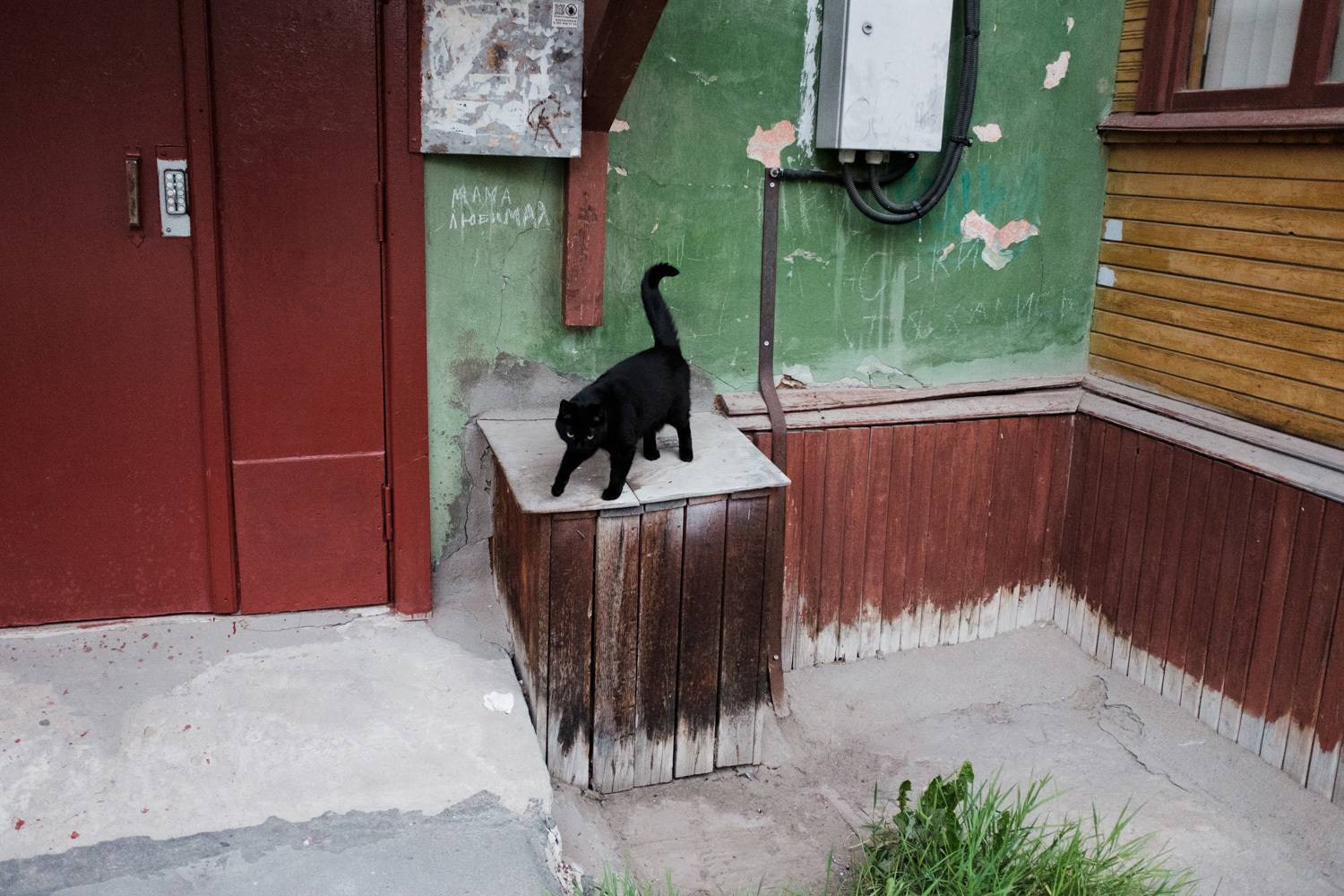 кот, Александр Малафеевский