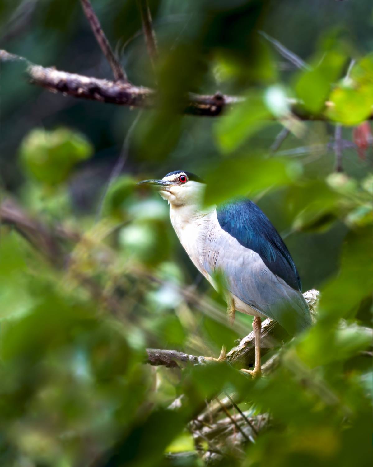 про квакву, Алексей Рыльский