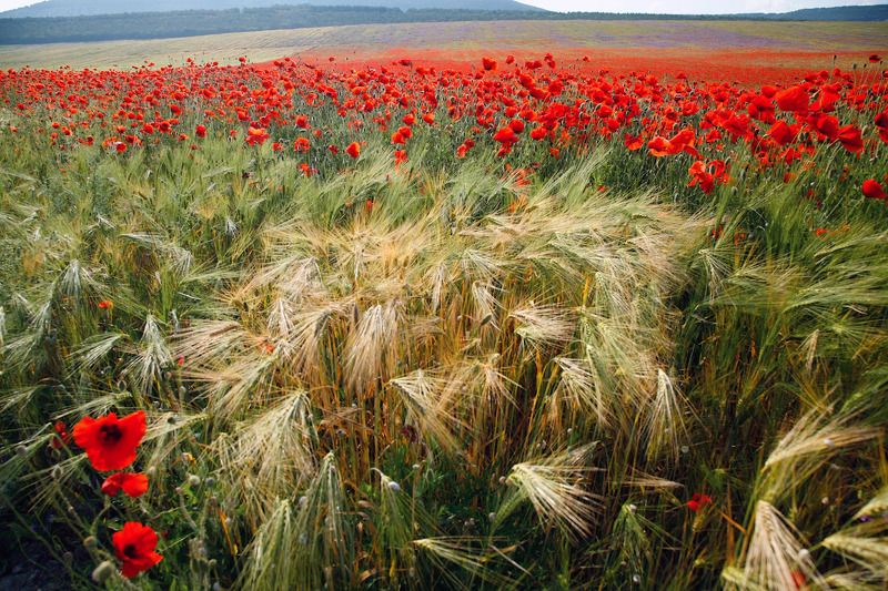 Июнь. фото превью