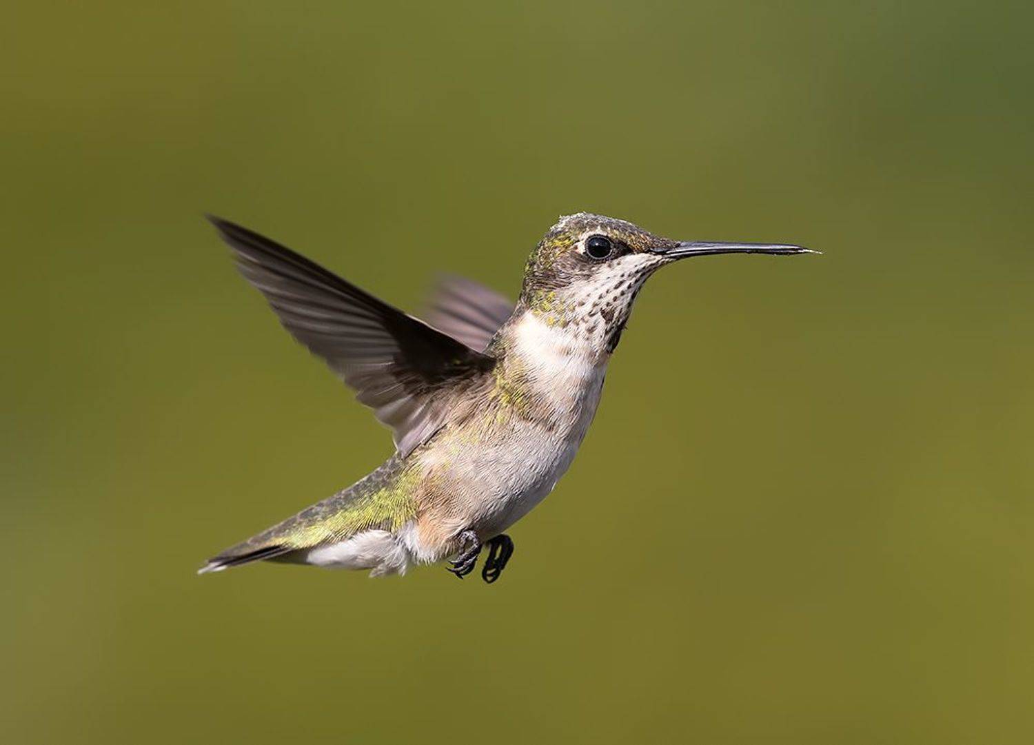 колибри,ruby-throated hummingbird, hummingbird, Etkind Elizabeth