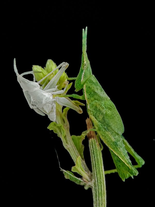 Grasshopper after molting  фото превью