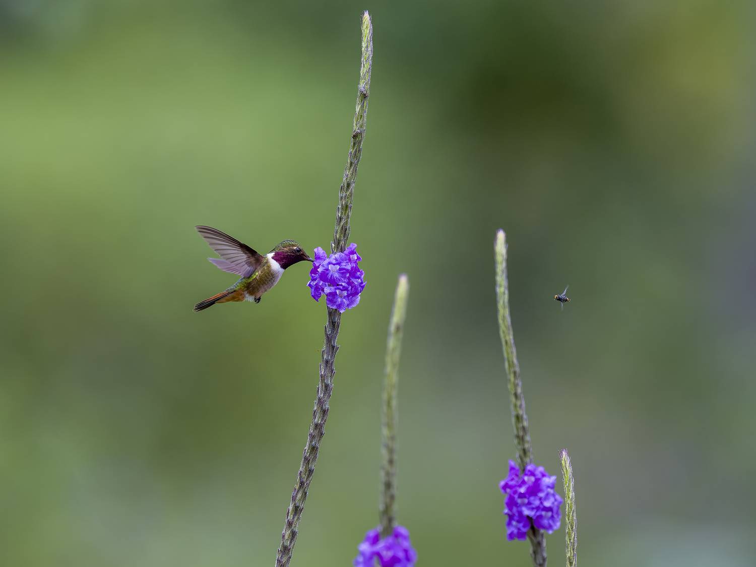 , Burgalin Sequeira Fernando