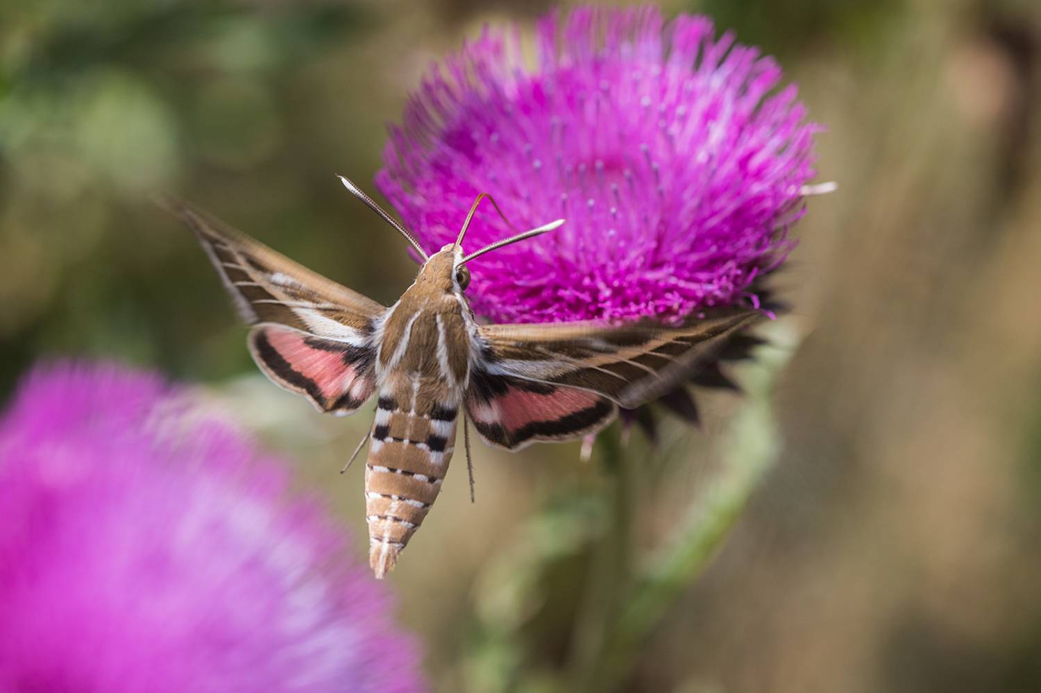 , Илья Михеев