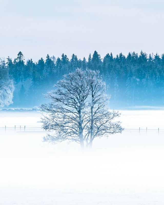 #visitestonia, #visitkõrvemaa, #kõrvemaa, #visitharju, #ilusadeestipaigad, #naturephotography, #nature_brilliance, #winterwonderland, #winter, #naturelovers, #naturegram, #beautifuldestinations, #beautifulnature, #wintervibes, #foggymorning, #foggyforest, *** фото превью