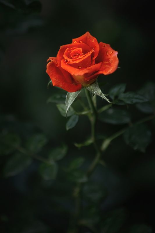 Сумеречные... фото превью