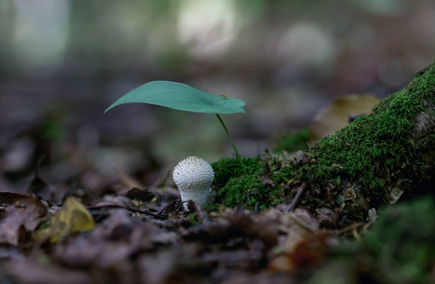 дождевик, гриб, макро macro, Ершова Юлия