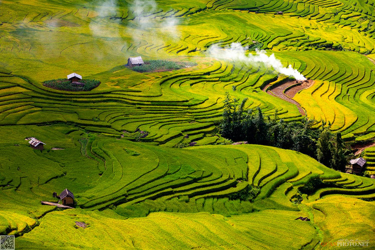 quanphoto, landscape, rice, terrace, golden, farmland, agriculture, culture, harvest, rural, highland, plateau, vietnam, quanphoto