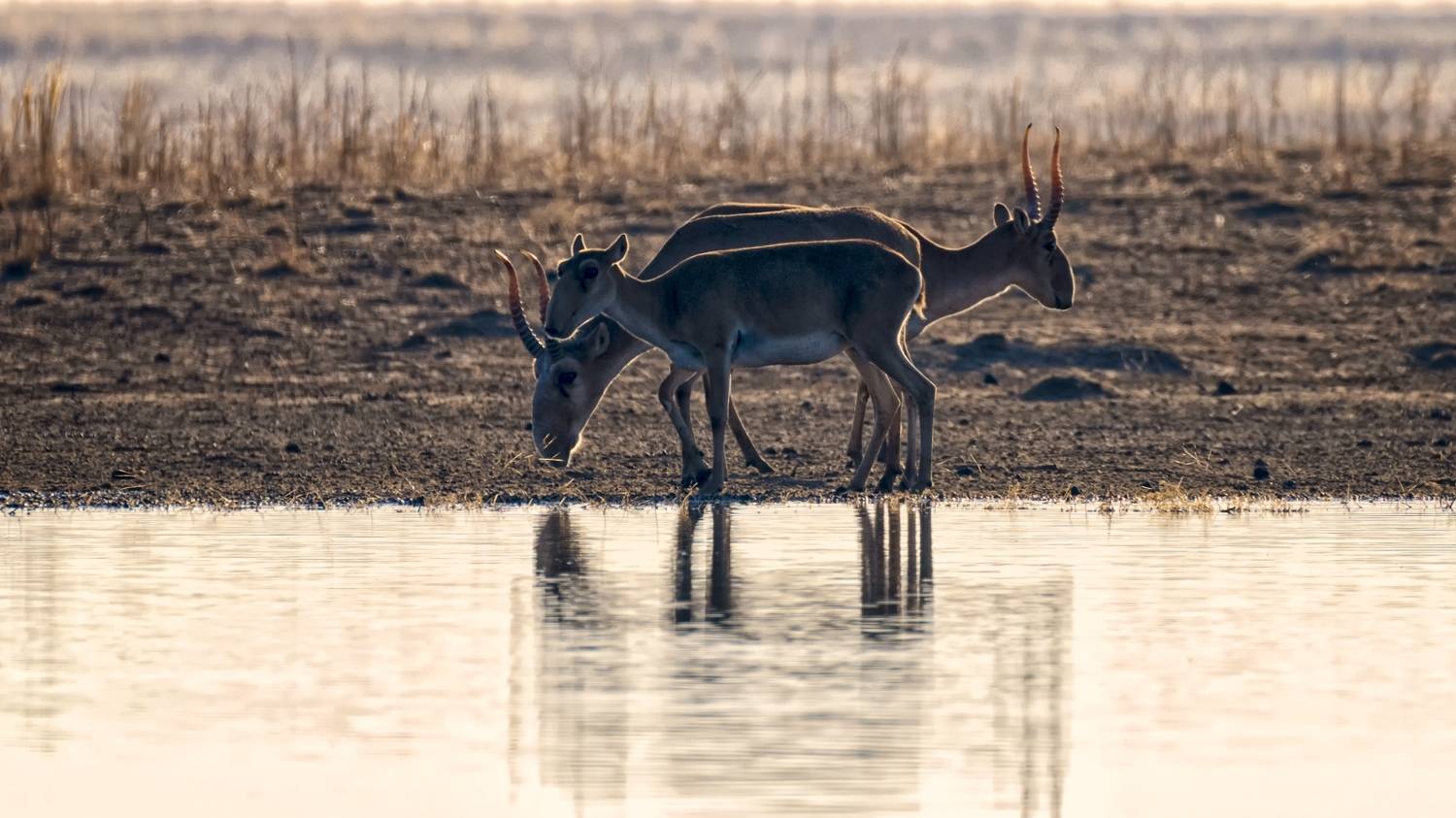 сайгаки,утро, Анатолий Салтыков