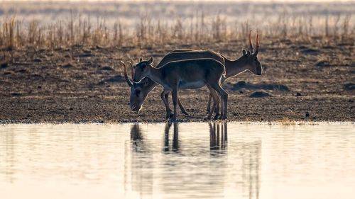 Сайгаки. Три в одном.