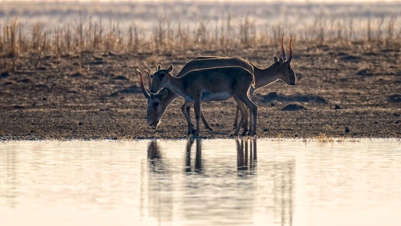 сайгаки,утро Сайгаки. Три в одном. фото превью